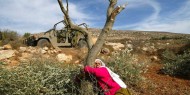 نابلس: مستوطنون يعتدون على مواطنين خلال قطف الزيتون