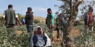 مستوطنون يسرقون ثمار الزيتون جنوبي نابلس