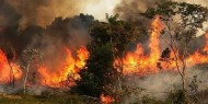 مبادرة إماراتية لدعم المتضررين من حرائق الغابات