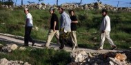 الخليل: مستوطنون يقطعون عشرات أشجار الزيتون في بلدة سعير