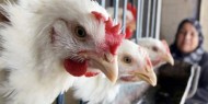 الصحة الأمريكية: لا تقبلوا دجاجاتكم