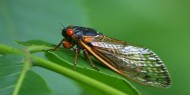 مدن أميركية على موعد لزيارة مليارات حشرات الزيز لها