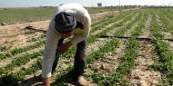 زراعة غزة: أسعار الطماطم بدأت بالانخفاض