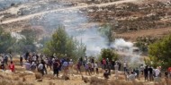 عشرات الإصابات بقمع الاحتلال للمشاركين في فعالية زراعة الأشجار غرب سلفيت