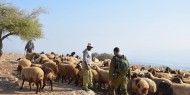 مستوطنون يهاجمون رعاة الأغنام شرق بيت لحم