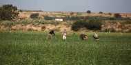 الاحتلال يهدد بإزالة محاصيل مزارعي قطاع غزة