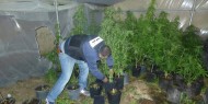 ضبط مشتل لزراعة الماريجوانا في نابلس