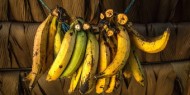 بخطأ مأساوي.. الموز ينهي حياة فتى في مصر