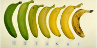 أضرار مزج الموز مع أطعمة أخرى