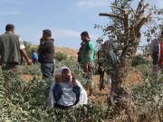 مستوطنون يقتلعون أشجار الزيتون في مسافر يطا جنوب الخليل