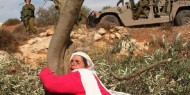 نابلس: مستوطنون يقطعون 40 شجرة زيتون تحت حماية الاحتلال