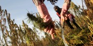 البرلمان اللبناني يُقر تشريعاً حول زراعة الحشيش