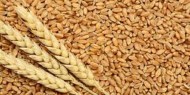 مصر: احتياطي القمح يكفي لشهر يوليو المقبل