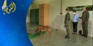 خاص بالفيديو|| الجيش الألماني يطلق برنامجا لتدريب الكلاب على اكتشاف مصابي كورونا من رائحة العرق