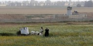 الاحتلال يطلق النار تجاه الأراضي الزراعية شرق دير البلح