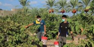مزارعو غزة يتوقفون عن التصدير بسبب شروط الاحتلال التعجيزية