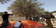 الاحتلال يمنع مزارعين من قطف الزيتون جنوب نابلس