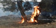 مستوطن يضرم النار في مئات أشجار الزيتون بقرية صفا غرب رام الله