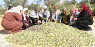 بالصور|| مجلس المرأة يشارك بفعالية جني ثمار الزيتون في رفح