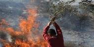 أوتشا: إحراق ألف شجرة زيتون بـ19 اعتداء للمستوطنين بالضفة خلال أسبوعين