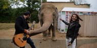 مغنية أمريكية تتكفل بنقل فيل آسيوي إلى محمية في كمبوديا