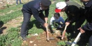 لجنة تخضير طولكرم تواصل زراعة الأشجار في محيط المدارس