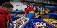 صياديون بريطانيون: اتفاق بريكست التجاري ضحى بمخزون البلاد السمكي