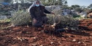 الاحتلال يقتلع أكثر من 200 شجرة زيتون في سلفيت
