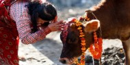 الهند تطلق اختبارا إلكترونيا للمعلومات عن البقر