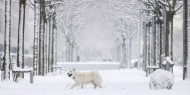 الكلاب تنقذ ضحيتين حاصرهما انهيار جليدي في سويسرا