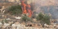 مستوطنون يحرقون 50 شجرة زيتون معمرة جنوب بيت لحم