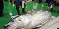أستراليا: اصطياد سمكة تونة تزن 271 كغ