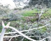 الاحتلال يقتلع 100 شجرة زيتون معمرة شرق الخليل