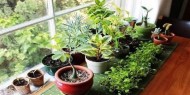 بالصور|| نباتات زينة منزلية ذات خصائص علاجية لصحة الإنسان
