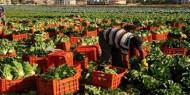مصر: ارتفاع الصادرات الزراعية إلى أكثر من 4 ملايين طن