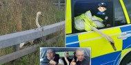 الشرطة البريطانية تلقى القبض على "أوزة" أعاقت المرور
