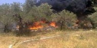 مستوطنون يحرقون عشرات أشجار الزيتون في نابلس