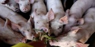 إيطاليا: اكتشاف حمي الخنازير الإفريقية في خنزير بري