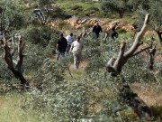 الاحتلال يقتلع عشرات الأشتال ويردم بئرا جنوب بيت لحم