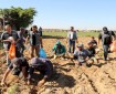 مجلس العمال في حركة فتح ينظم مبادرة تطوعية لدعم المزارعين