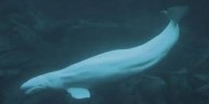 فشل محاولات إنقاذ الحوت الأبيض بعد انتشاله من نهر السين
