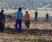 مستعمرون يعتدون بالضرب على 4 أطفال في مسافر يطا جنوب الخليل