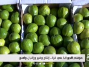 موسم الجوافة في غزة إنتاج وفير وإقبال واسع